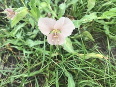 Commelina scabra