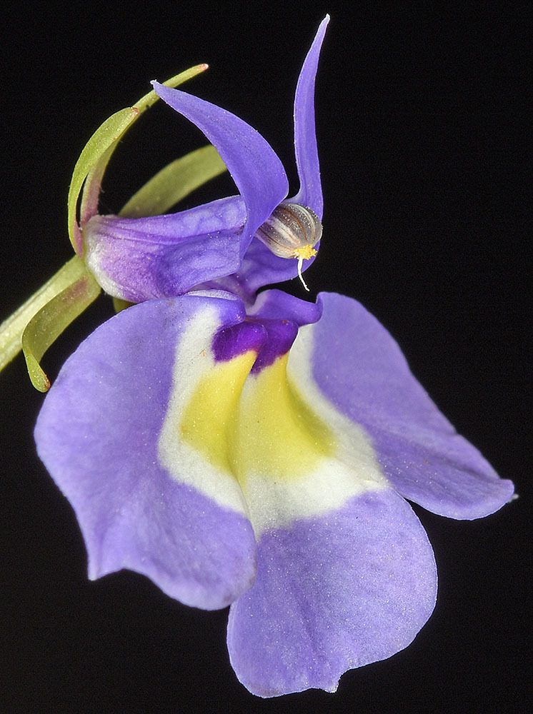 Downingia bicornuta