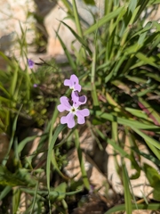 Ricotia lunaria, photograph author not stated, no rights reserved