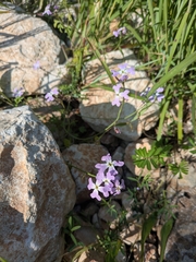 Ricotia lunaria, photograph author not stated, no rights reserved
