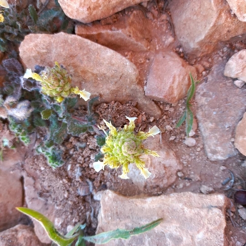 Teucrium compactum