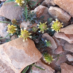 Teucrium compactum, photograph Abdenour Kheloufi, CC BY, iNaturalist via GBIF
