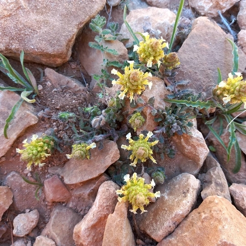 Teucrium compactum, photograph 2