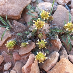 Teucrium compactum, photograph Abdenour Kheloufi, CC BY, iNaturalist via GBIF