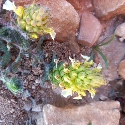Teucrium compactum, photograph 3
