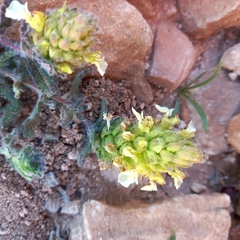 Teucrium compactum, photograph Abdenour Kheloufi, CC BY, iNaturalist via GBIF