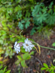 Silene parryi
