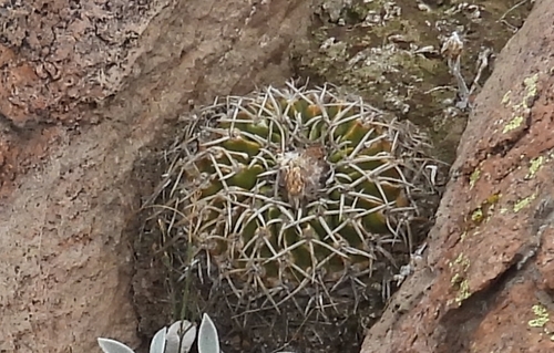 Image of Parodia erinaceus by no rights reserved