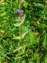 Gentianella amarella acuta