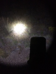 Dipodomys spectabilis