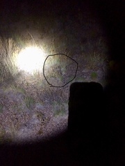 Dipodomys spectabilis