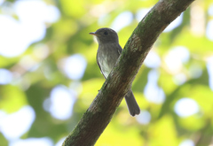 Ashy-Breasted Flycatcher photo 3
