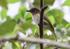 Green-Backed Whistler photo 2