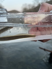 Mountain Brook Lamprey photo 3