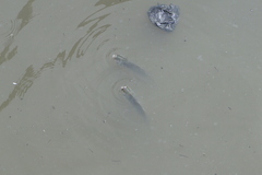 Prochilodus lineatus