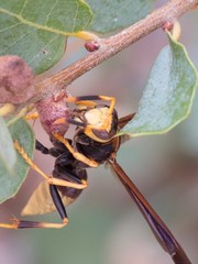Polistes comanchus navajoe
