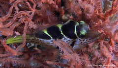 Paraluteres prionurus