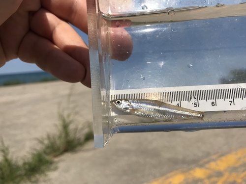 Spottail shiner (Notropis hudsonius) — Cyprinidae — 3