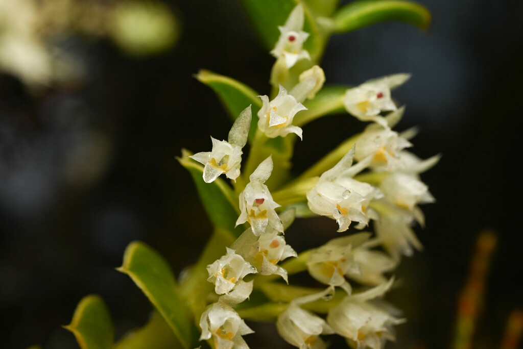Fernandezia breviconnata