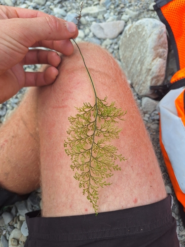 Image of Hymenophyllum flexuosum by (c) Oscar Dove, some rights reserved (CC BY)