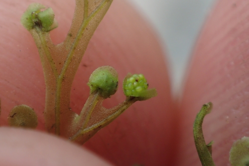 Image of Hymenophyllum flexuosum by (c) Oscar Dove, some rights reserved (CC BY)