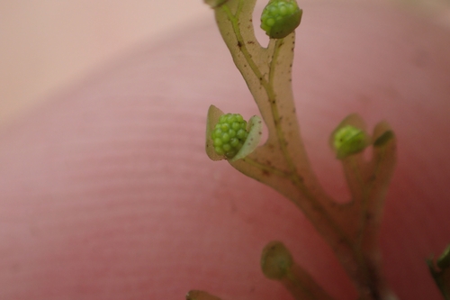 Image of Hymenophyllum flexuosum by (c) Oscar Dove, some rights reserved (CC BY)