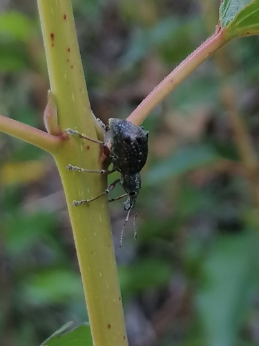 Hybreoleptops vestitus