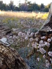 Eriogonum kennedyi austromontanum
