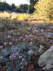 Eriogonum kennedyi austromontanum