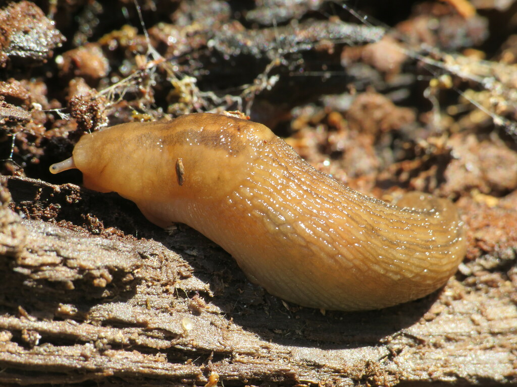 Keelback Slugs from Welsh, LA 70591, USA on March 10, 2025 at 12:54 PM ...
