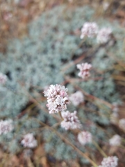 Eriogonum kennedyi austromontanum