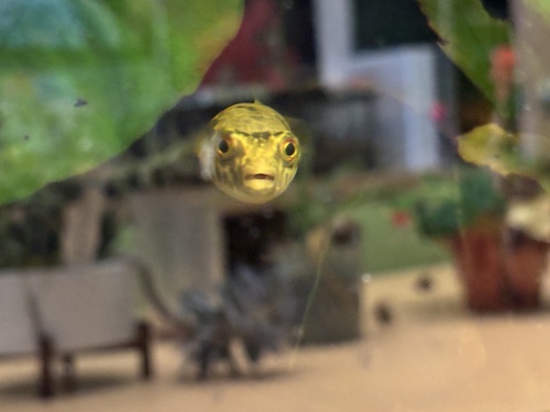 Spotted Congo puffer (Tetraodon schoutedeni) — Tetraodontidae — 4