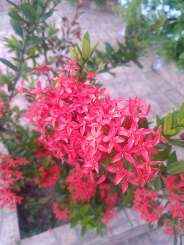 Ixora coccinea