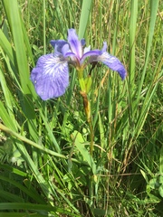 Iris hookeri