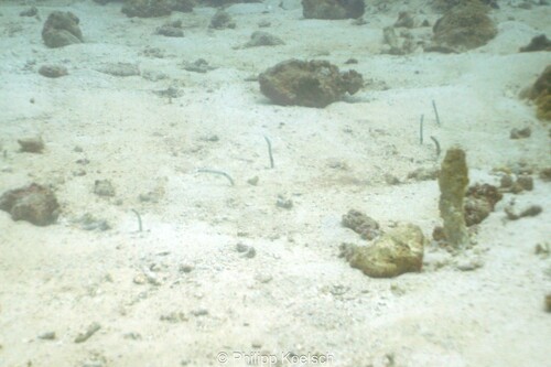 Garden Eel