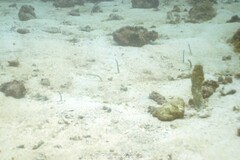 Garden Eel