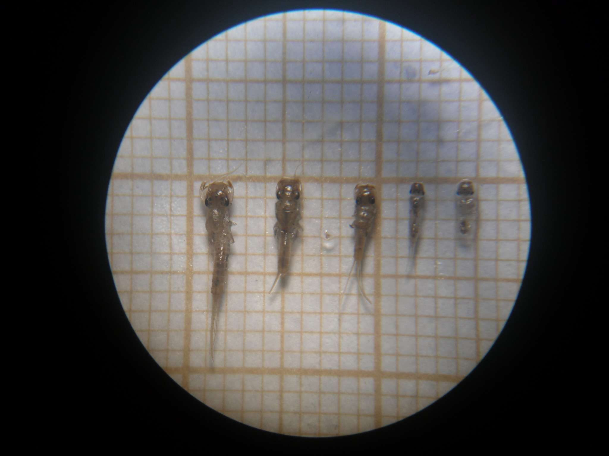 Hylistics