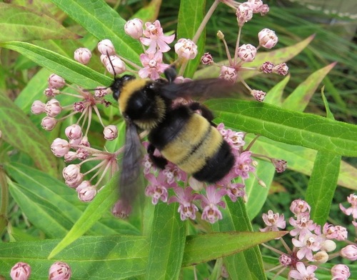 Black-and-gold Bumble Bee