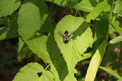 Laphria sacrator