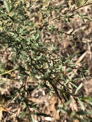 Kunzea leptospermoides