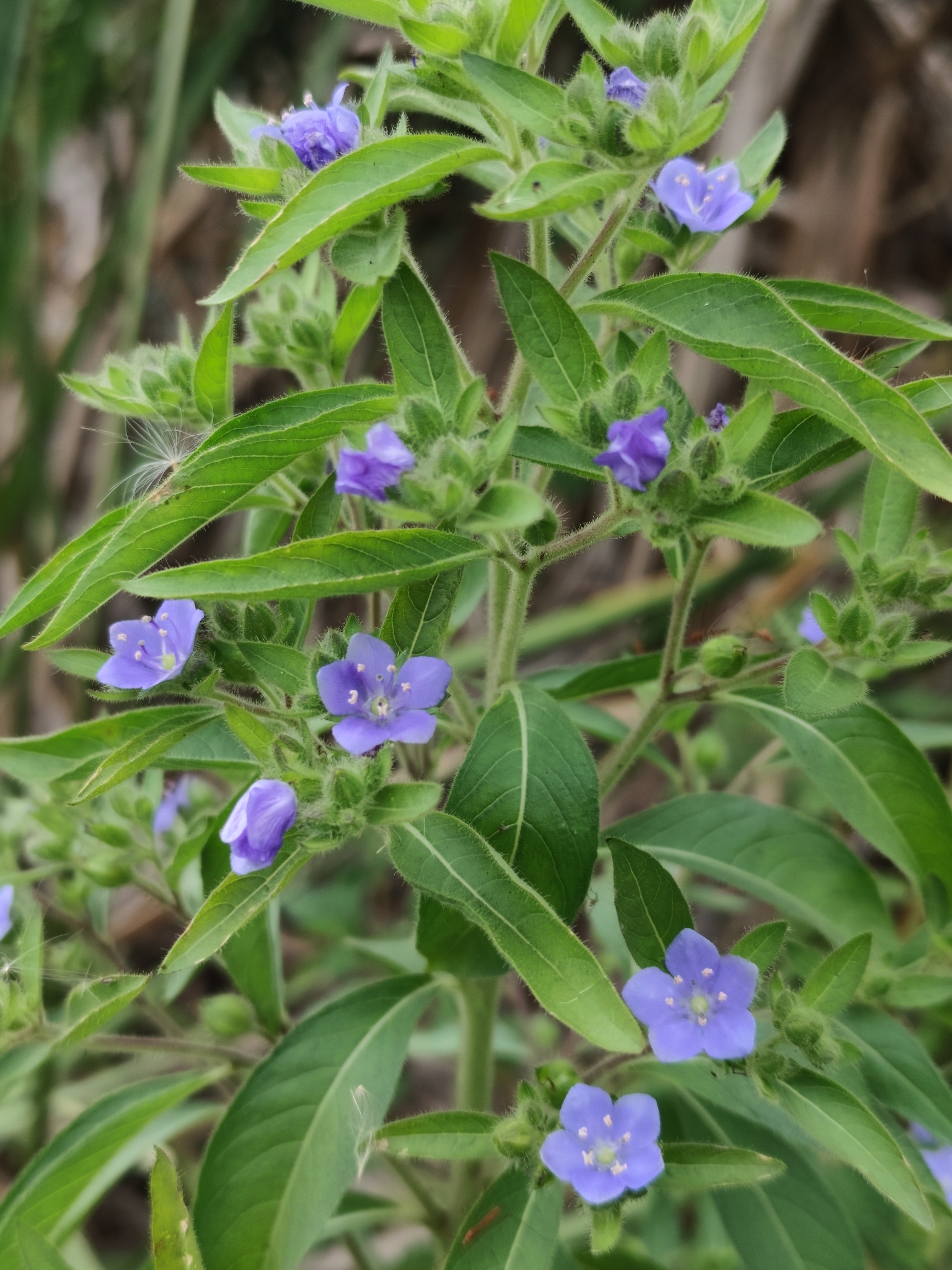 Hydrolea spinosa
