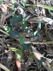 Platylobium obtusangulum