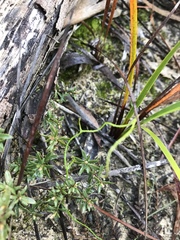 Thysanotus patersonii
