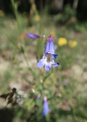 Penstemon oliganthus