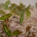 Hydrocharitaceae - Photo (c) Vishal Bhave, alguns direitos reservados (CC BY-NC), uploaded by Vishals_Lab