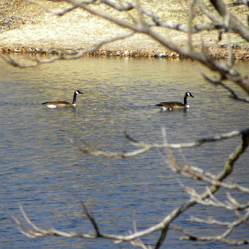 Canada Goose photographed in Kentucky