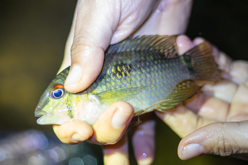 Dolphin cichlid (Krobia itanyi) — Cichlidae — 2
