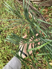Macrozamia spiralis, photograph (c) Thomas Mesaglio, some rights reserved (CC BY)