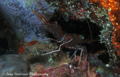 Rhynchocinetes brucei