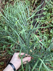 Macrozamia spiralis, photograph (c) Thomas Mesaglio, some rights reserved (CC BY)